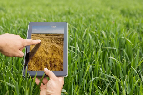 밀밭에 태블릿을 사용 하 여. 현대 구나입니다. 밀 선물 c — 스톡 사진