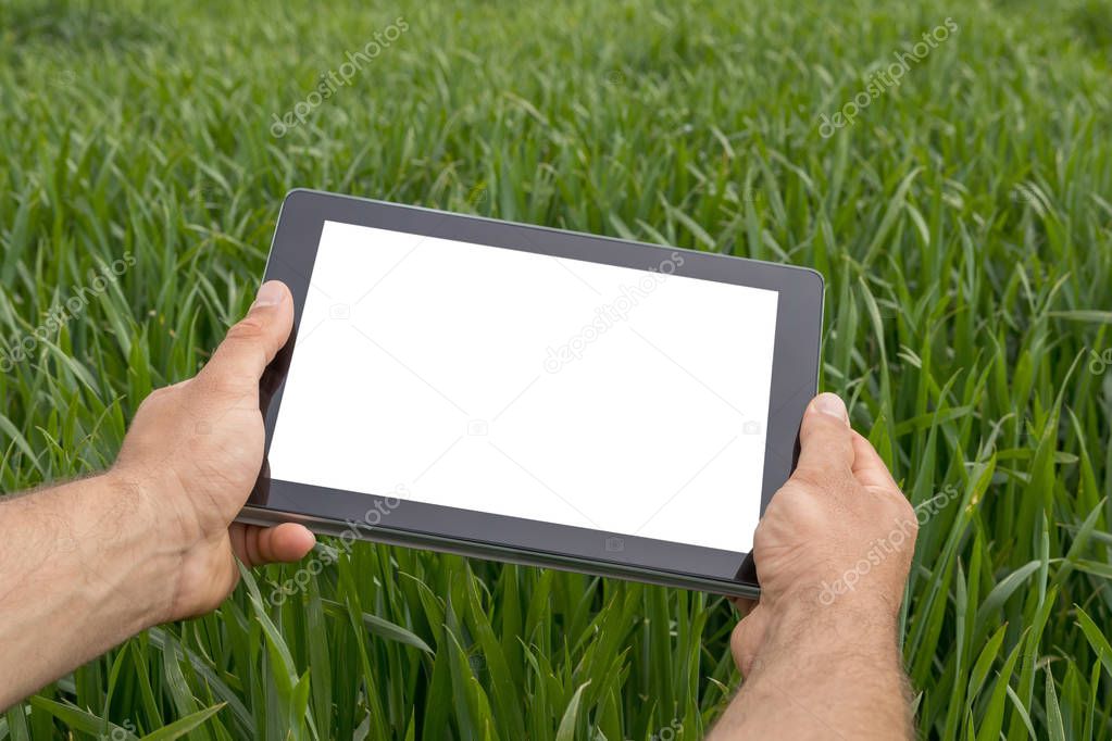 Farmer using tablet computer in green wheat field. White screen.
