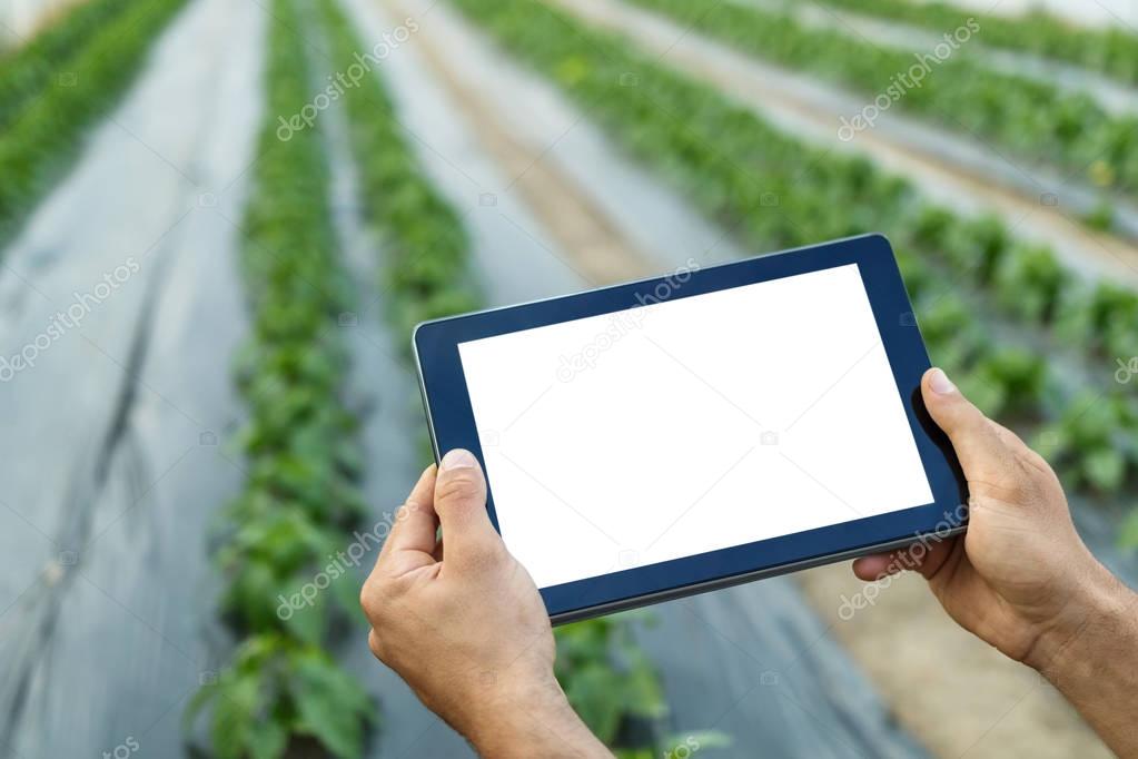 Farmer using tablet computer in greenhouse. White screen.