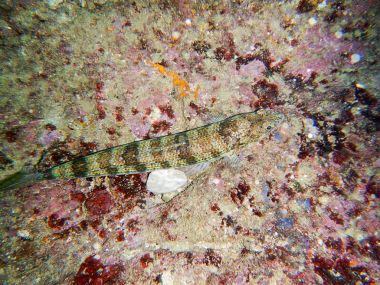 Lizardfish Synodontidae. Kum dalgıç.