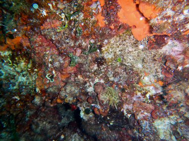 Denizin altında. Resif Mediterranean.