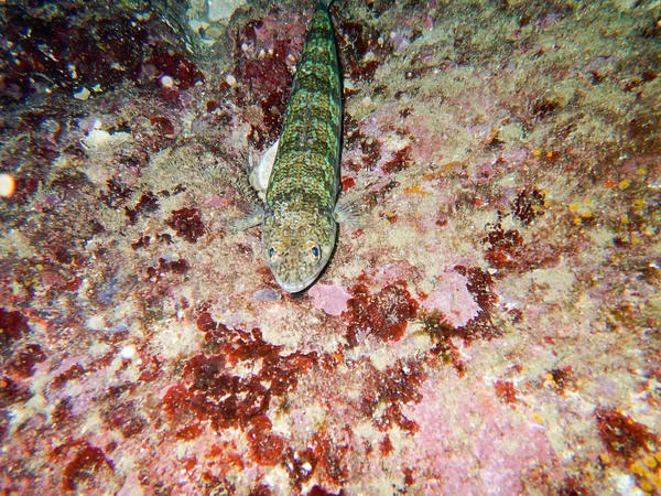 Lizardfish Synodontidae. Kum dalgıç. — Stok fotoğraf