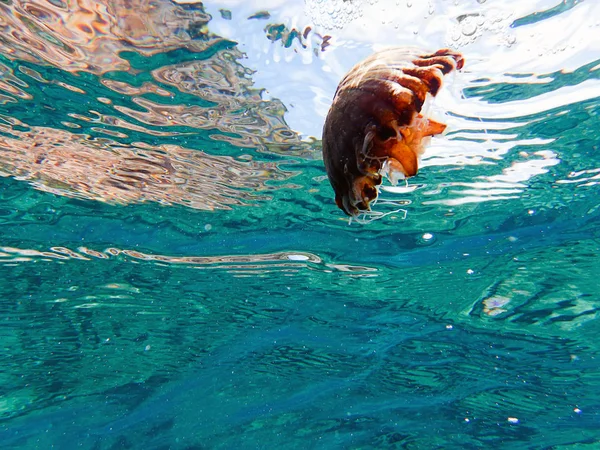 Jellyfish Underwater Photo