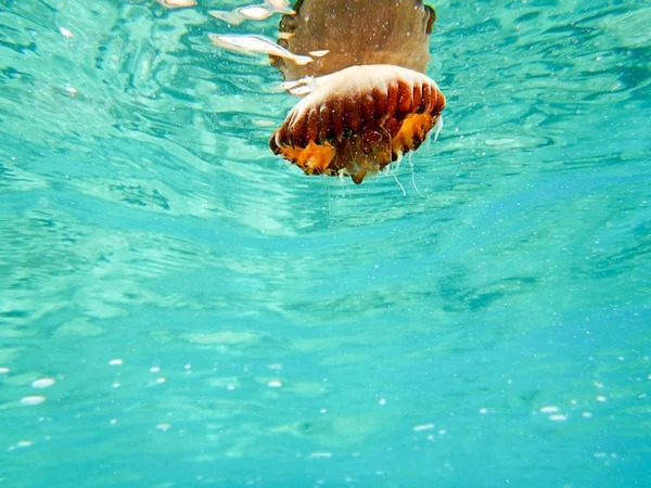 Jellyfish Underwater Photo Underwater — Stock Photo, Image