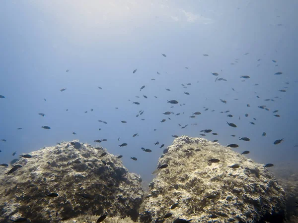 Υποβρύχια στη θάλασσα κάτω υφάλου και το σχολείο των ψαριών — Φωτογραφία Αρχείου