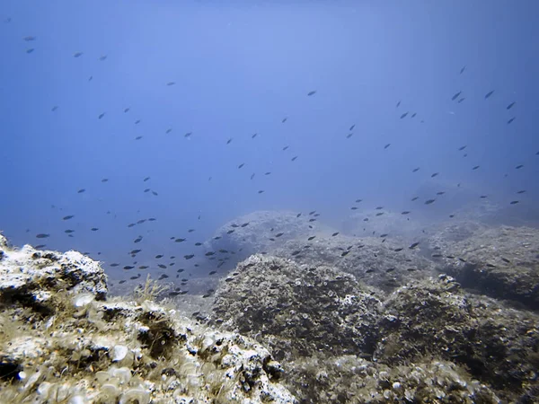 Υποβρύχια στη θάλασσα κάτω υφάλου και το σχολείο των ψαριών — Φωτογραφία Αρχείου