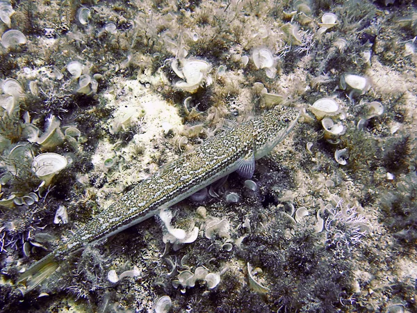 Lizardfish Synodontidae. Άμμο δύτης. — Φωτογραφία Αρχείου