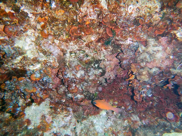 Under the sea. Reef Mediterranean. — Stock Photo, Image