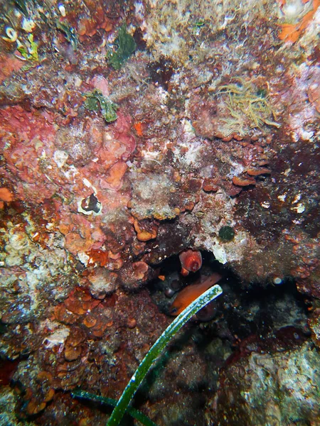 Sous la mer. Récif méditerranéen . — Photo