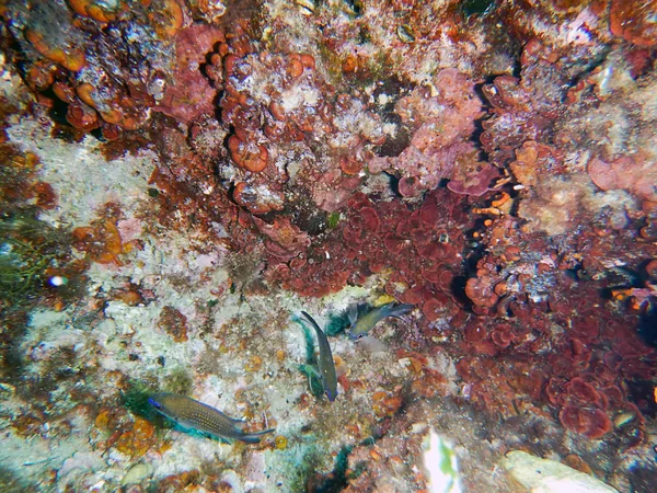 Denizin altında. Resif Mediterranean.