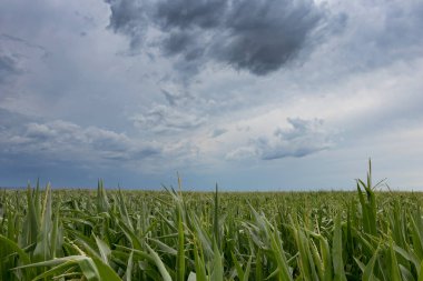 Mısır tarlaları üzerinde fırtına bulutları