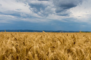 Yaz buğday alan ve fırtına bulutları.
