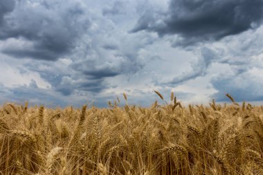 Yaz buğday alan ve fırtına bulutları.