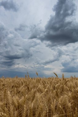 Yaz buğday alan ve fırtına bulutları.