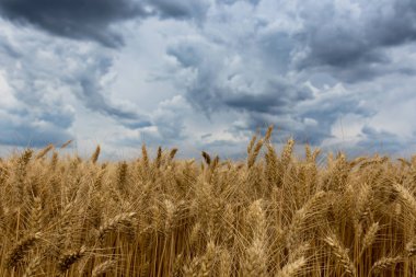 Yaz buğday alan ve fırtına bulutları.