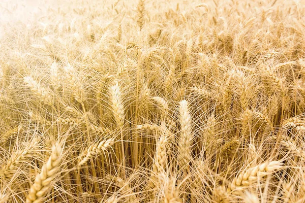 黄金の麦畑を収穫する準備ができて — ストック写真