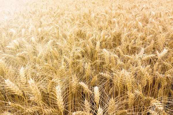 Gouden tarweveld klaar om te worden geoogst. — Stockfoto