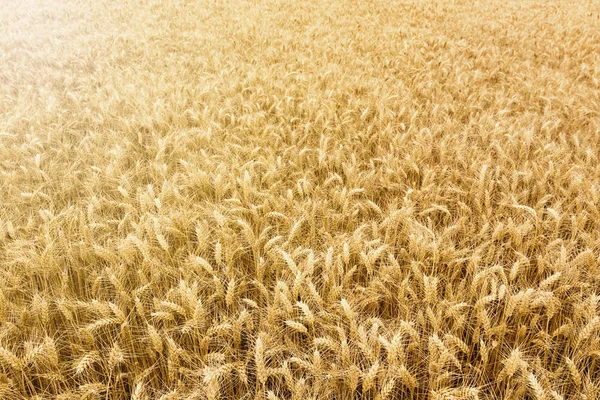 Zlaté pšeničné pole připravena ke sklizni. — Stock fotografie