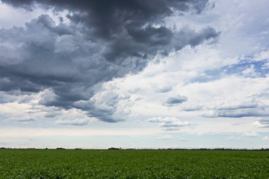 Şeker pancarı tarlası, tarım arazisi.