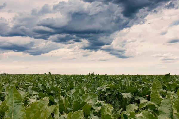 Sugar beet crops field, agricultural landscape — Stock Photo, Image