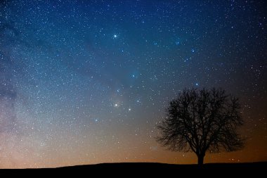 Yıldızlı gece yalnız ağacında. Antares bölge