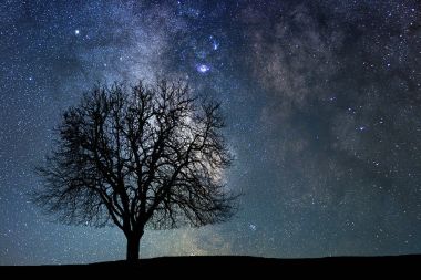 Yıldızlı gece yalnız ağacında. Samanyolu.