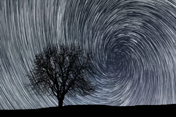 Star trails. Lonely tree. — Stock Photo, Image