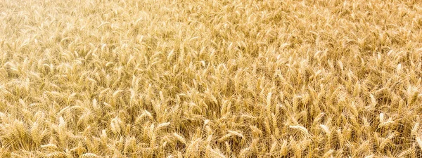 Goldenes Weizenfeld bereit zur Ernte. — Stockfoto