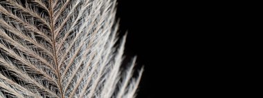 Siyah aşırı yakın ayrıntı üzerinde zarif tüy.