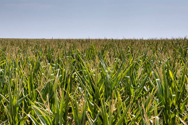 Green field of corn golden flowers with green leaves