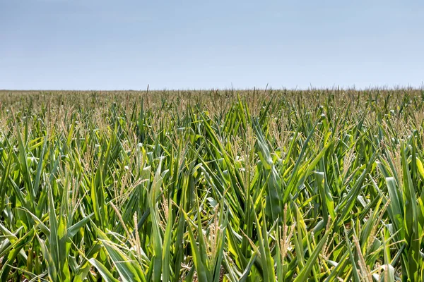 Mısır altın çiçek yeşil yaprakları ile yeşil alan