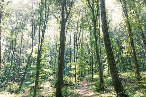 Summer Morning Green Forest — Stock Photo, Image