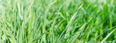 Buğday genç büyüyen alan portre görünümünde.