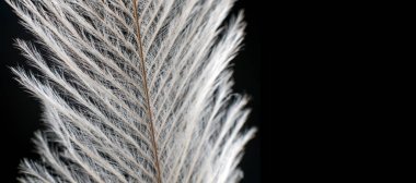 Siyah aşırı yakın ayrıntı üzerinde zarif tüy.