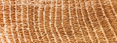 Ahşap doku portre. Organik arka plan doku. Grunge ahşap 