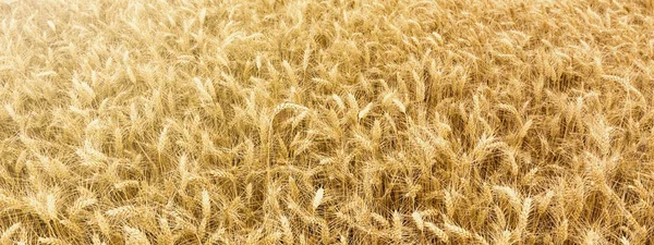 Campo de trigo dorado listo para ser cosechado . — Foto de Stock