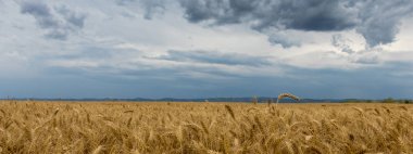 Altın buğday alan ve fırtına bulutları.
