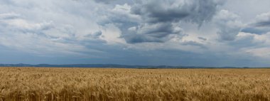 Altın buğday alan ve fırtına bulutları.