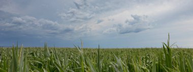 Mısır tarlaları üzerinde fırtına bulutları