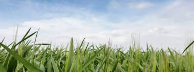 mısır tarlası bulutlu gün aydınlık yaz