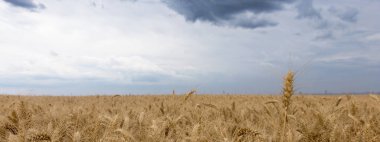 Yaz buğday alan ve fırtına bulutları.