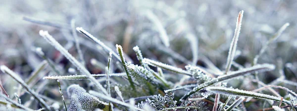 Fondo de hierba cubierta de escarcha. Escarcha en la mañana — Foto de Stock