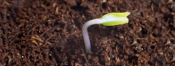 Nyt liv starter. En ny begyndelse. Plantespiring på jord . - Stock-foto