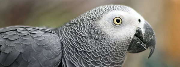 African Gray Parrot. Close up. — Stock Photo, Image