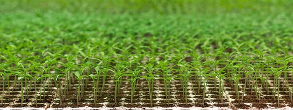 Σπερμοφυείς καλλιέργειες θερμοκηπίου. Κοντινό πλάνο του πράσινου δενδρύλλιο μεγαλώνει — Φωτογραφία Αρχείου