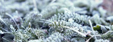 Arka plan çim hoarfrost ile kaplı. Frost sabah