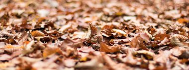 Sonbahar yaprakları. Sonbahar yaprakları. 