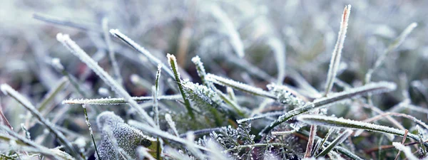 Fond Herbe Couvert Givre Froid Matin Profondeur Champ Faible Gros — Photo