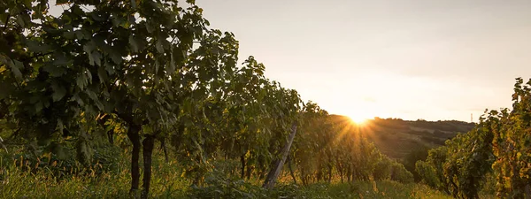 在日落时的葡萄园。与秋天葡萄园景观 — 图库照片