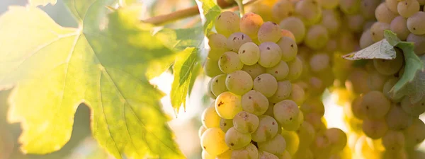 Racimos de uvas de vino que crecen en el viñedo . — Foto de Stock